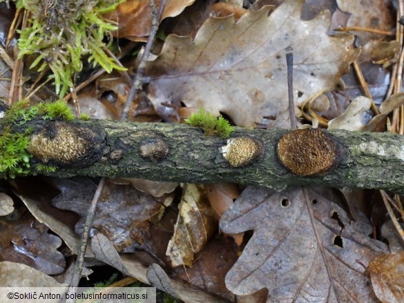 Dichomitus campestris