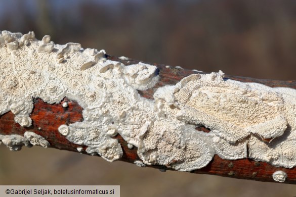 Irpex lacteus