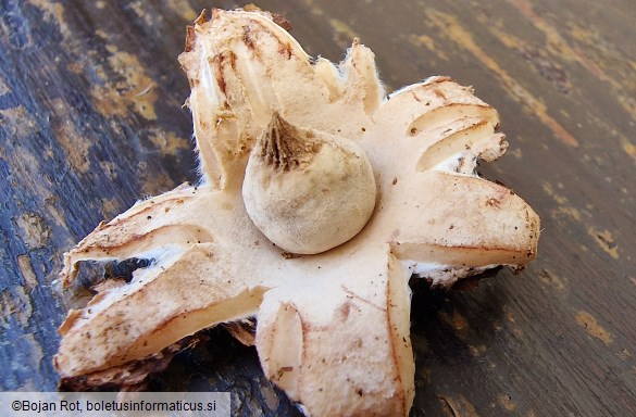 Geastrum elegans