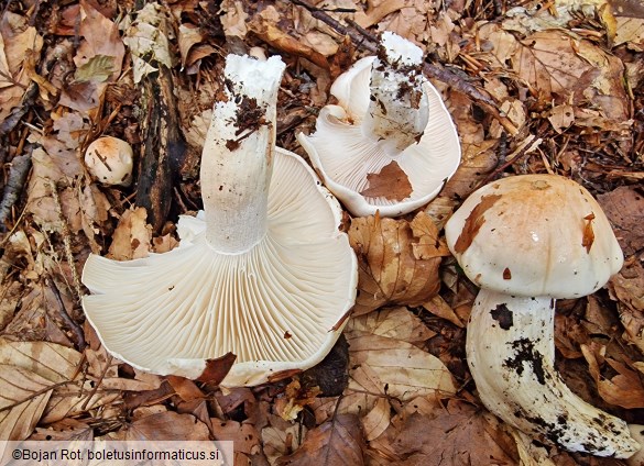 Hygrophorus poetarum