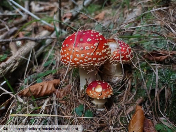 Amanita muscaria