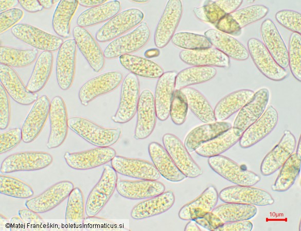 Dacrymyces chrysospermus