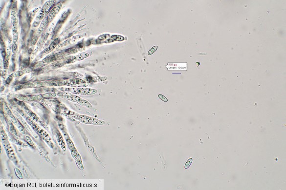 Neonectria punicea