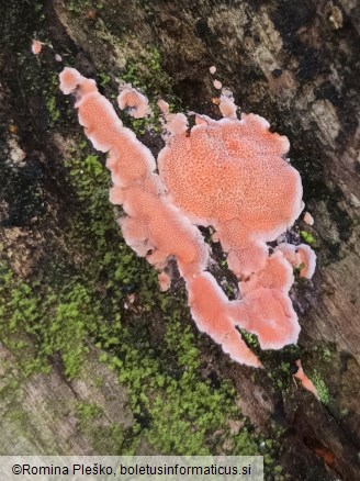 Rhodonia placenta