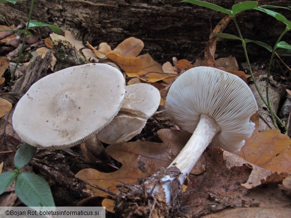 Melanoleuca exscissa