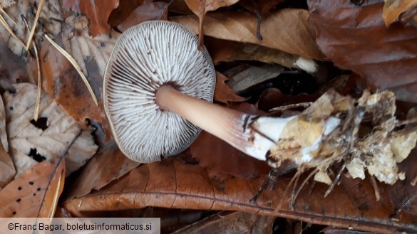 Rhodocollybia butyracea f. asema