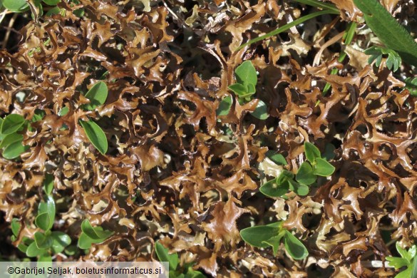 Cetraria islandica