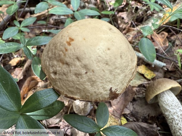 Leccinellum pseudoscabrum