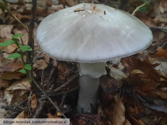 Amanita excelsa var. spissa