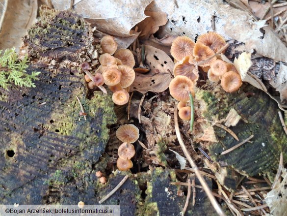 Xeromphalina campanella