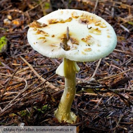 Amanita citrina