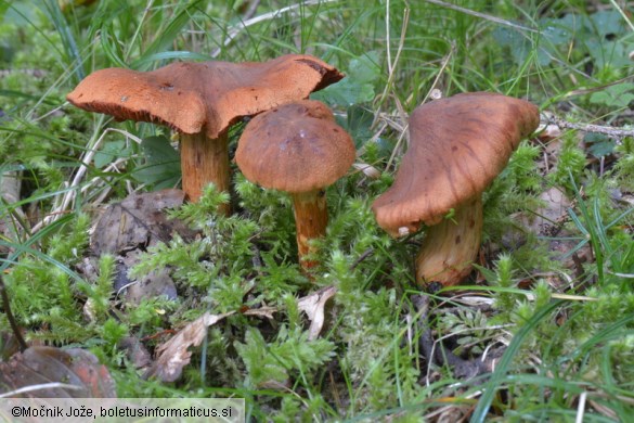 Cortinarius rubellus
