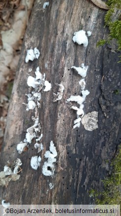 Schizophyllum commune
