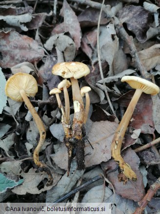 Flammulina elastica