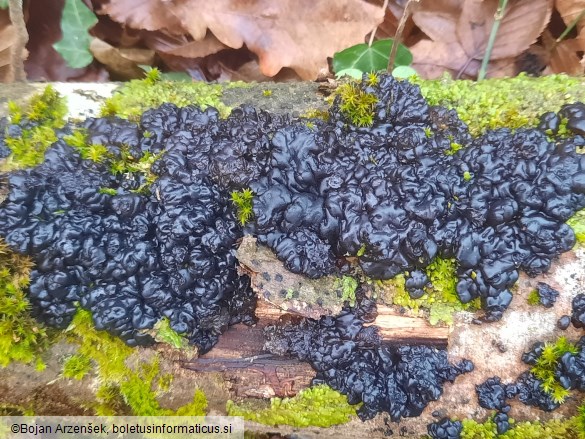 Exidia nigricans