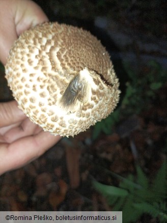 Echinoderma asperum