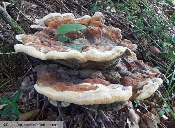Phaeolus schweinitzii