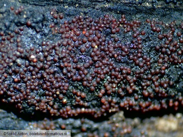 Pseudocosmospora perforaticola