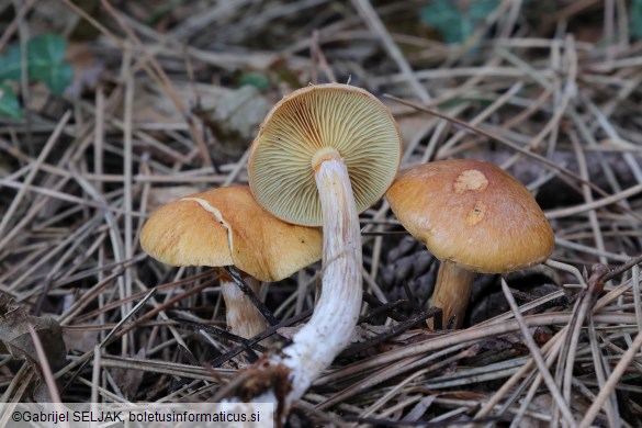 Gymnopilus penetrans