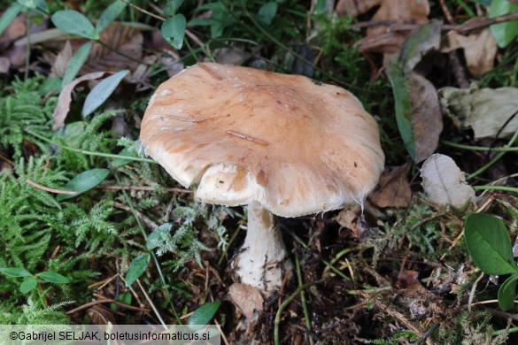 Leucocortinarius bulbiger