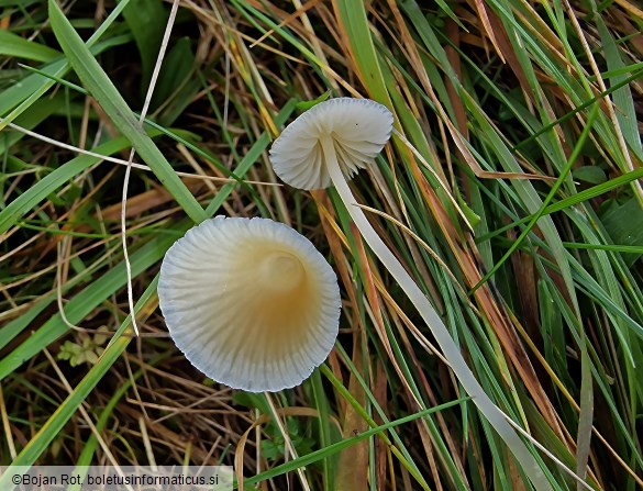 Atheniella flavoalba