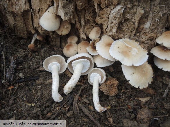 Cyclocybe cylindracea