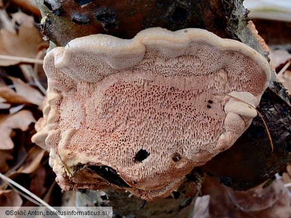 Hapalopilus rutilans