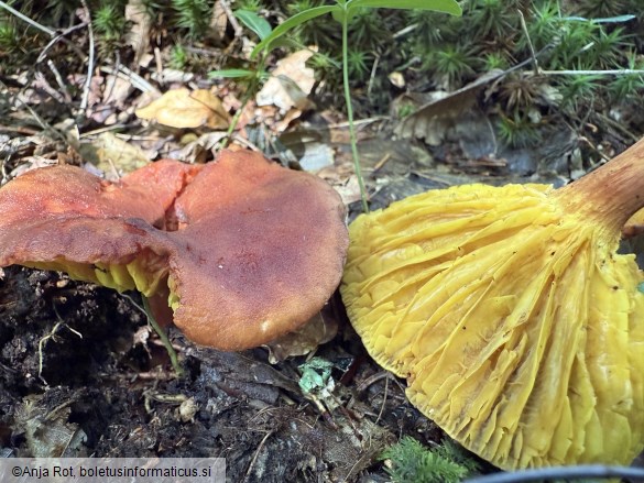 Phylloporus pelletieri
