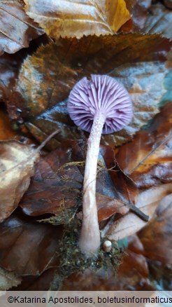 Laccaria amethystina