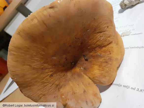 Lactarius volemus