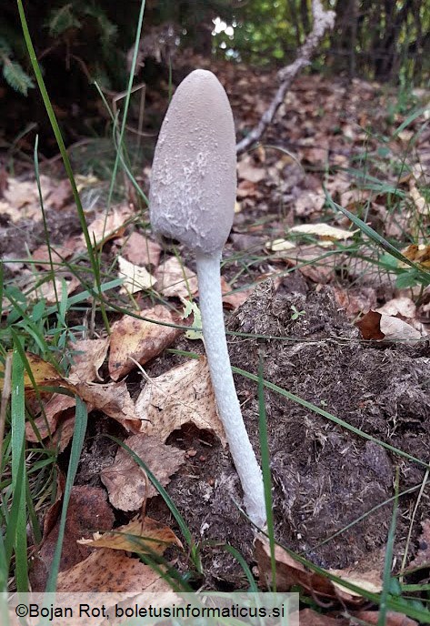 Coprinopsis pseudonivea