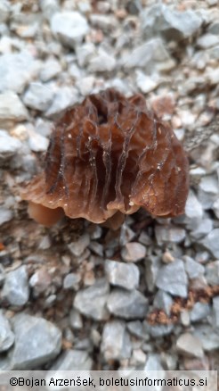 Verpa bohemica