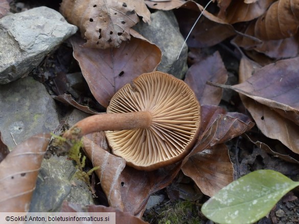 Lactarius serifluus