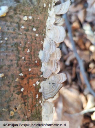 Trichaptum biforme