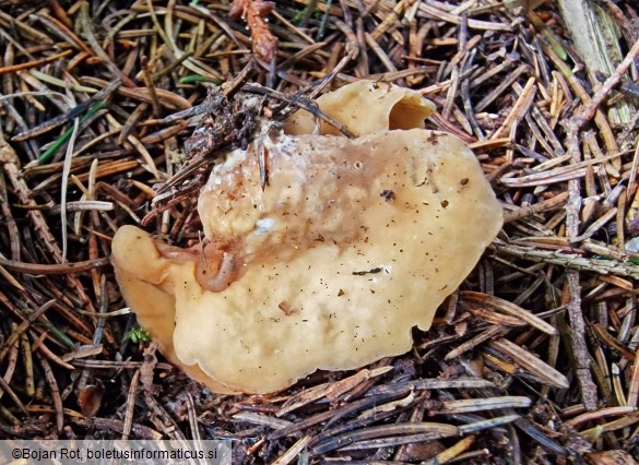 Otidea concinna