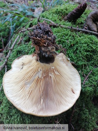 Tapinella atrotomentosa