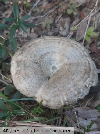 Lactarius quieticolor