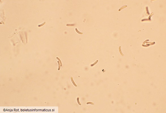 Diatrypella favacea