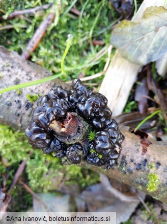 Exidia glandulosa