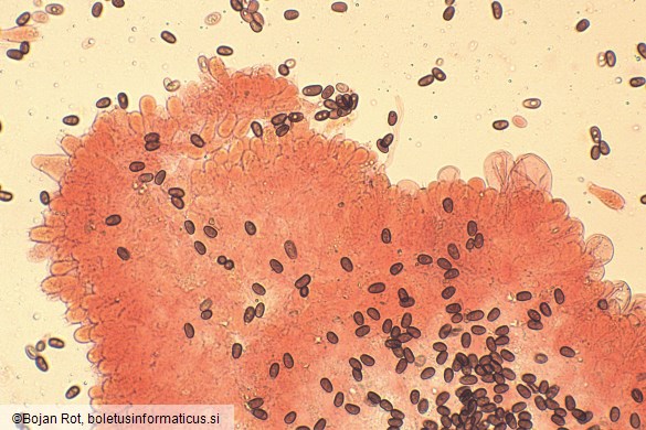 Psathyrella marquana