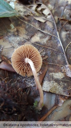 Tubaria furfuracea