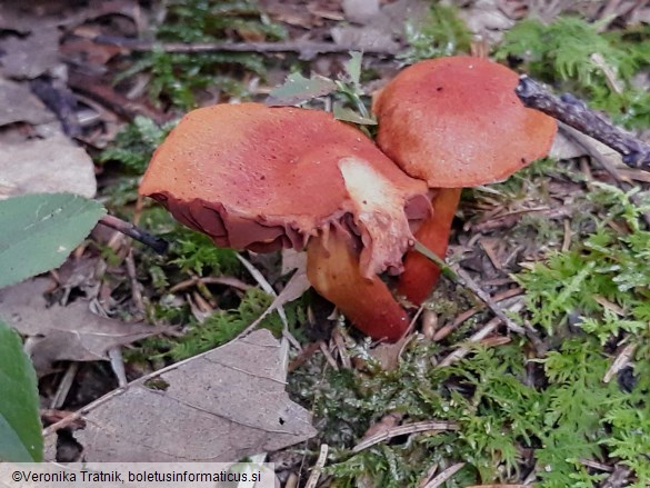 Cortinarius cinnabarinus