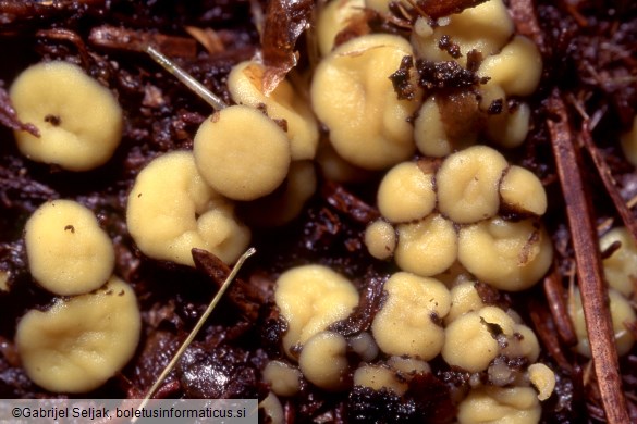 Podophacidium xanthomelum