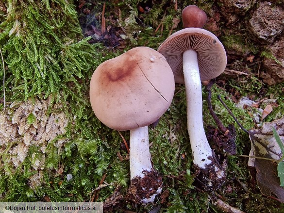 Homophron spadiceum
