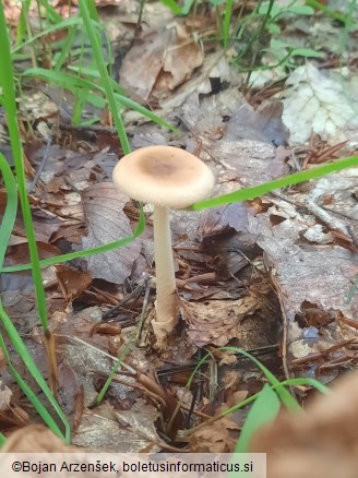 Amanita fulva
