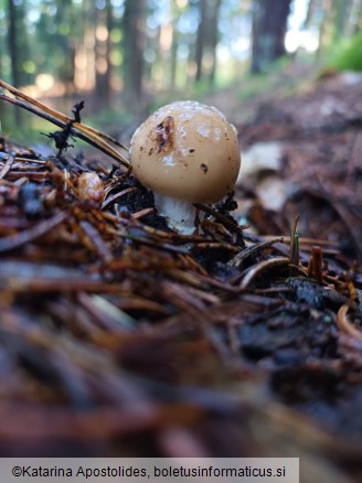 Amanita gemmata