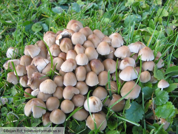 Britzelmayria multipedata