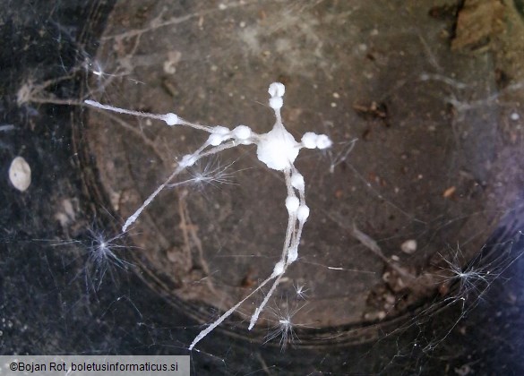 Gibellula pulchra