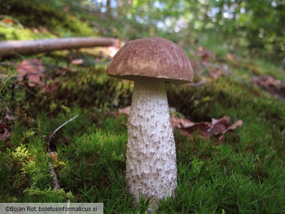 Leccinum scabrum