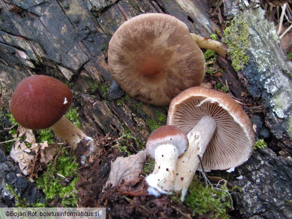 Typhrasa gossypina